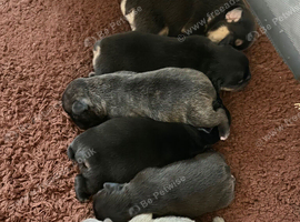 7 beautiful French bulldog pups