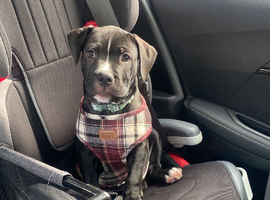 American bulldog called lucky