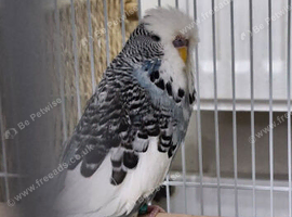 exhibition budgie