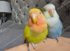 Female hand fed tame love bird