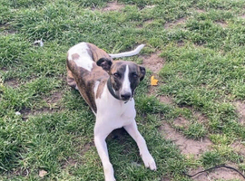 Whippet needing a home