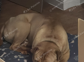 Cross shar pei looking for a loving home