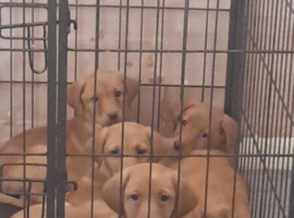 Labrador puppies