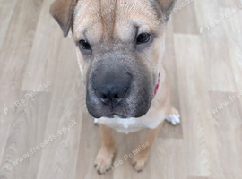 Shar Pei Female