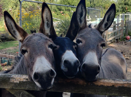 3 beautiful Donkeys for Sale