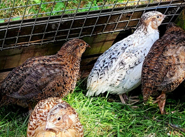 Coturnix quail