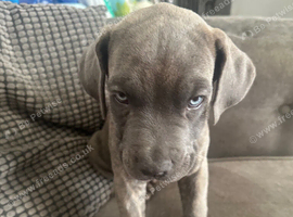 Puppys for sale