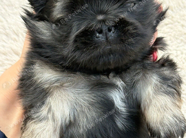 Outstanding Pekingese puppies
