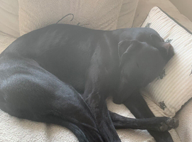 1year old lurcher male