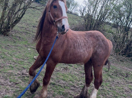 Cob Stallion