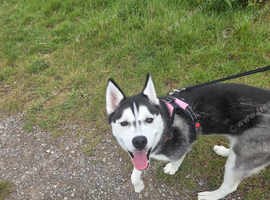 Siberian husky for sale