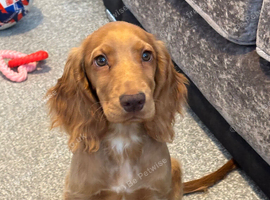 Cocker spaniel