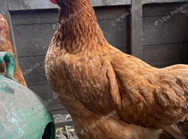Laying hens