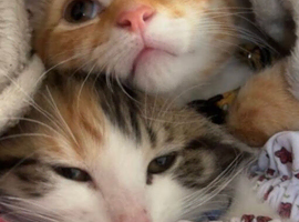 Siblings