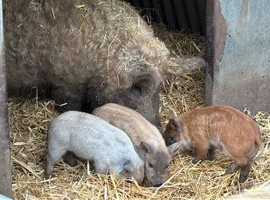 Mangdalitze females