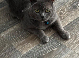 British blue