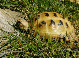 TORTOISE MISSING SOUTH HARROW