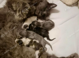 Half mainecoon kittens