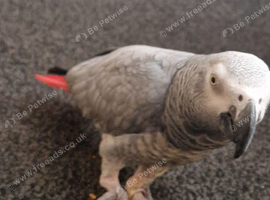 African grey 5 years old