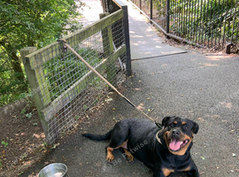 3yr old Rottie Female needing a new home