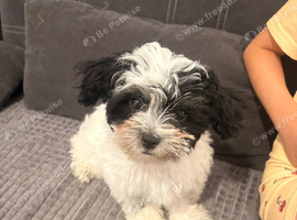 Shih tzu female puppy