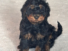 F1B cockapoo