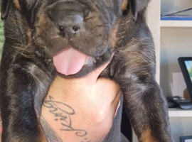 Rottie x staffie