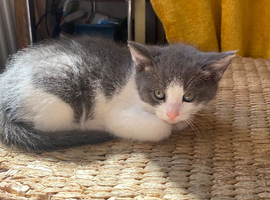 BEAUTIFUL GREY AND WHITE KITTEN