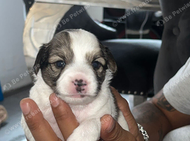 Chihuahua