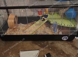 Hamster with cage