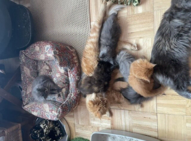 PURE BREED MAINE COON KITTENS FOR SALE, NOW ALL SOLD