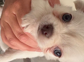 Chihuahua puppies