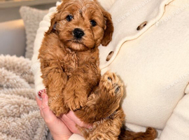 Pedigree ShowLine cavapoo boy