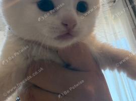 Adorable kittens looking for new homes