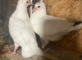 I have mix nice healthy breading pigeons sale