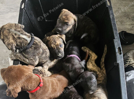 Prsea canario pups for sale