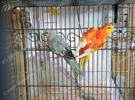 Cage and birds