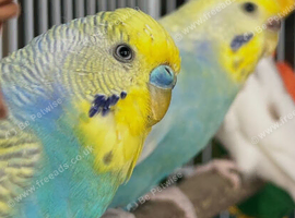3 Rainbow Budgies - 2 females, 1 male