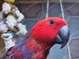Female eclectus parrots
