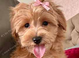BEAUTIFUL KOREAN MALTIPOO GIRL. EXTRA MINI!!