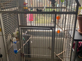 Budgies