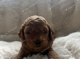 Beautiful F4B Miniature Goldendoodle Puppies