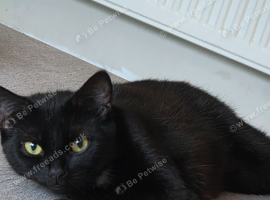 Female cats