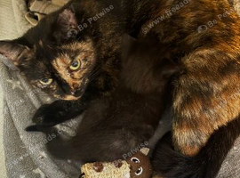 Beautiful Tortie/Tortoiseshell female kitten aged 14 weeks
