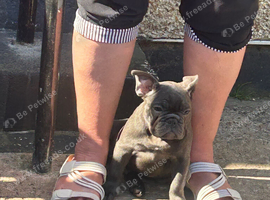 French bull dog male pup