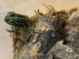 A Selection of Frogs at Birmingham Reptiles
