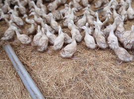 800 Cherry Valley Ducklings