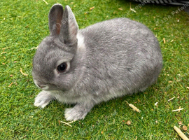 Quality BRC Ringed Netherland Dwarf Bucks
