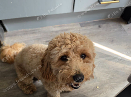 16 month old Male cavapoochon.