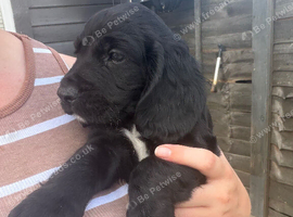 Cocker spaniel pups for sale